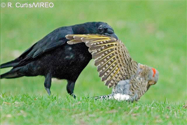 American Crow c22-34-004.jpg